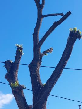 Drevo obsojeno na propad